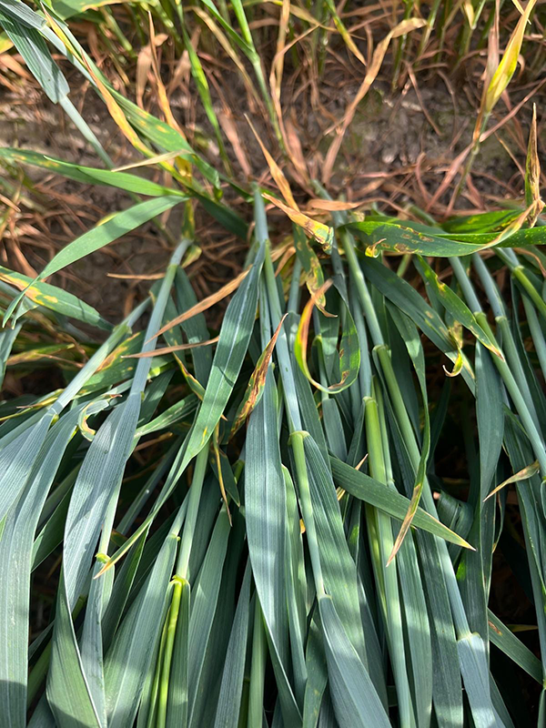 Et kig ned i en hvedemark